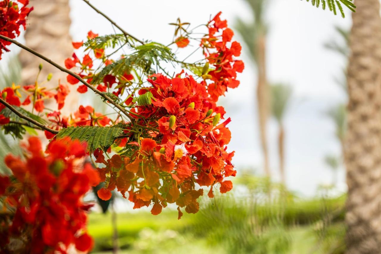 Four Seasons Resort Sharm El Sheikh Private Residential Villa & Chalet - Egypt Luaran gambar